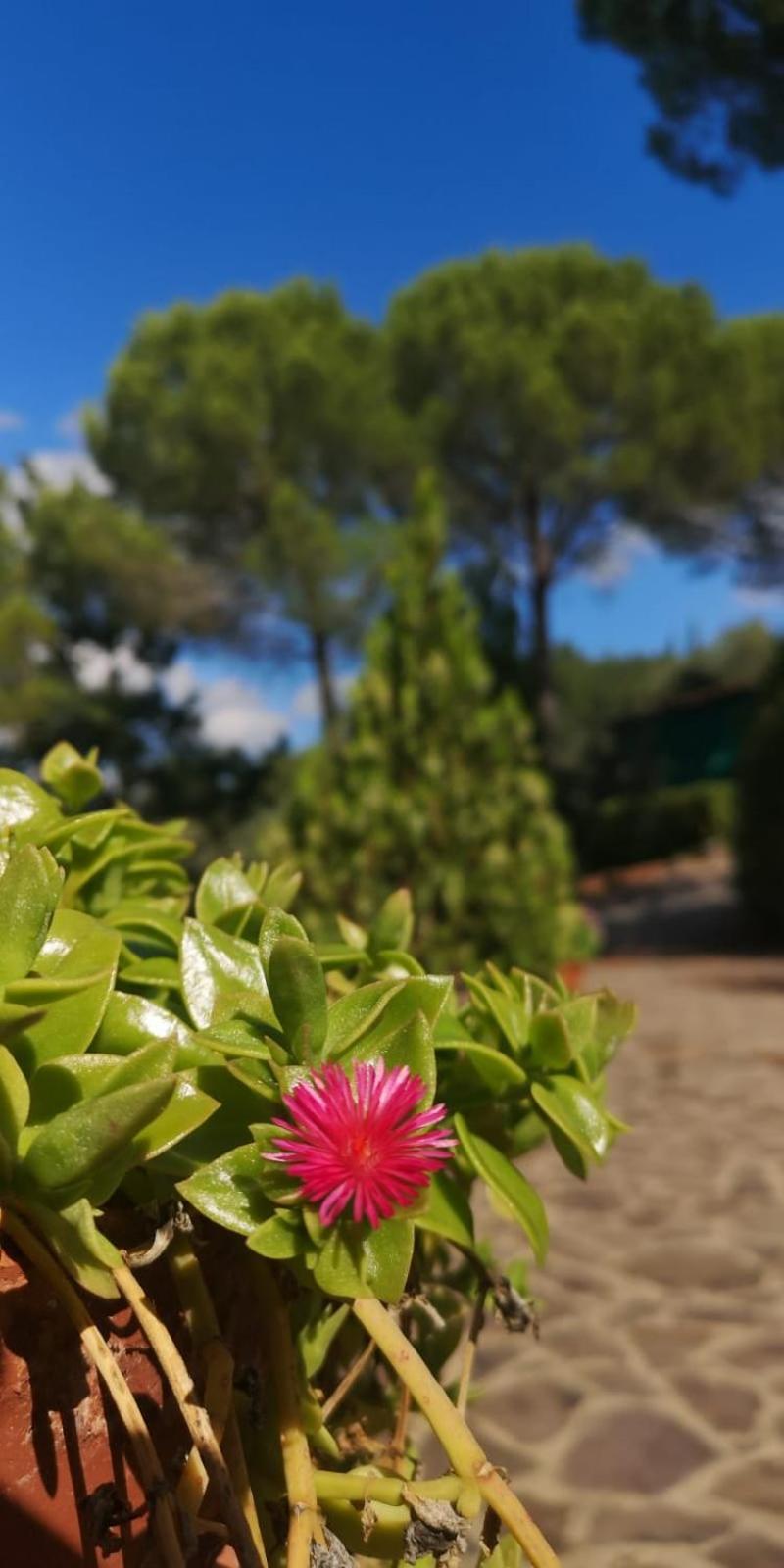 Villa Santa Margherita - La Suvera Ponte A Bozzone Buitenkant foto